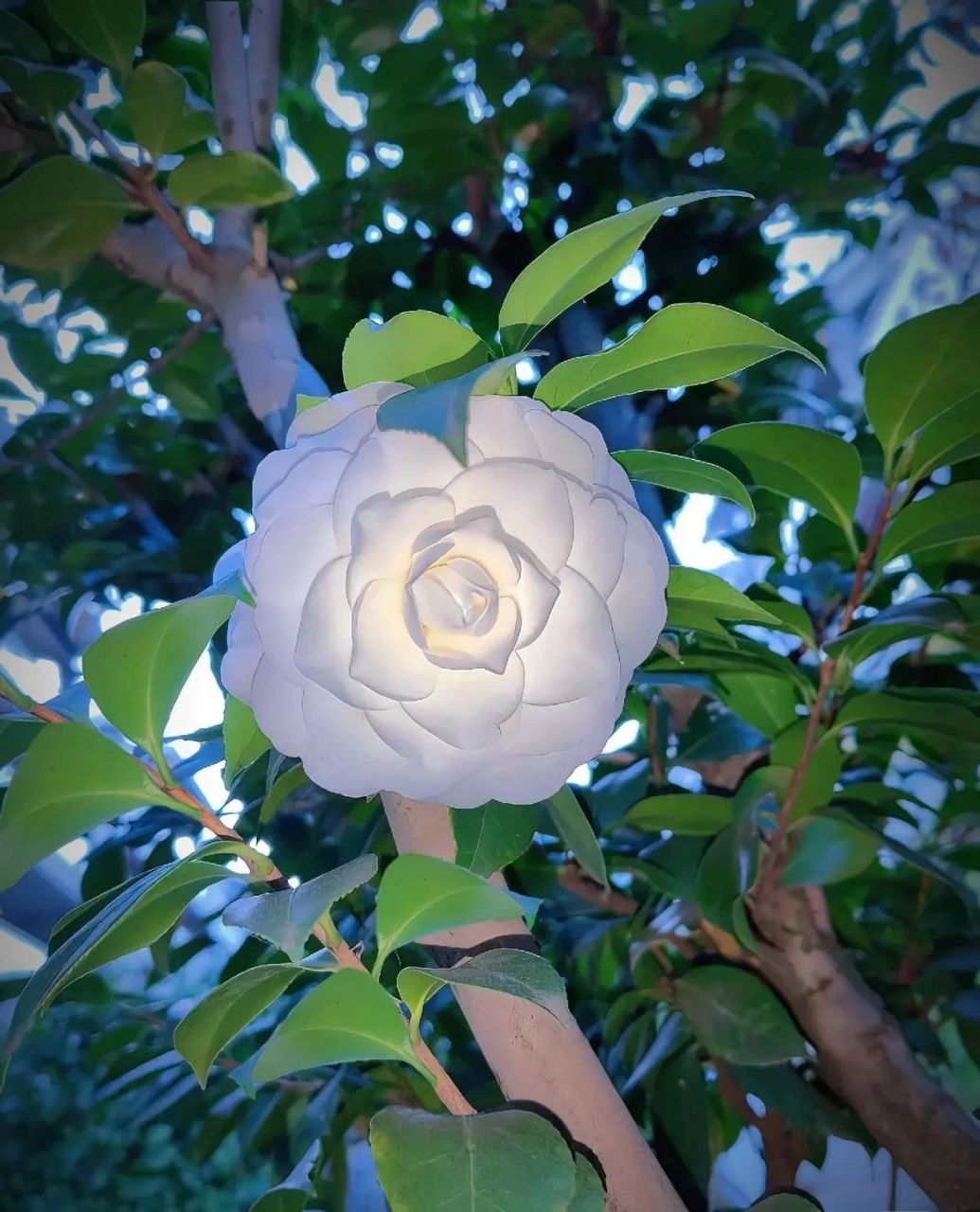 白色椿花的花语图片