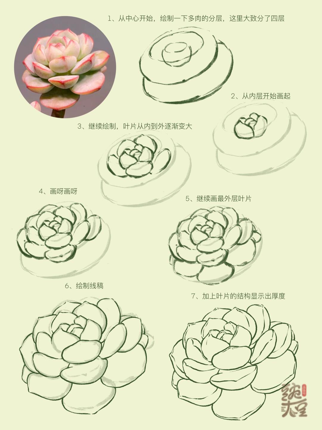多肉-速写教程1
