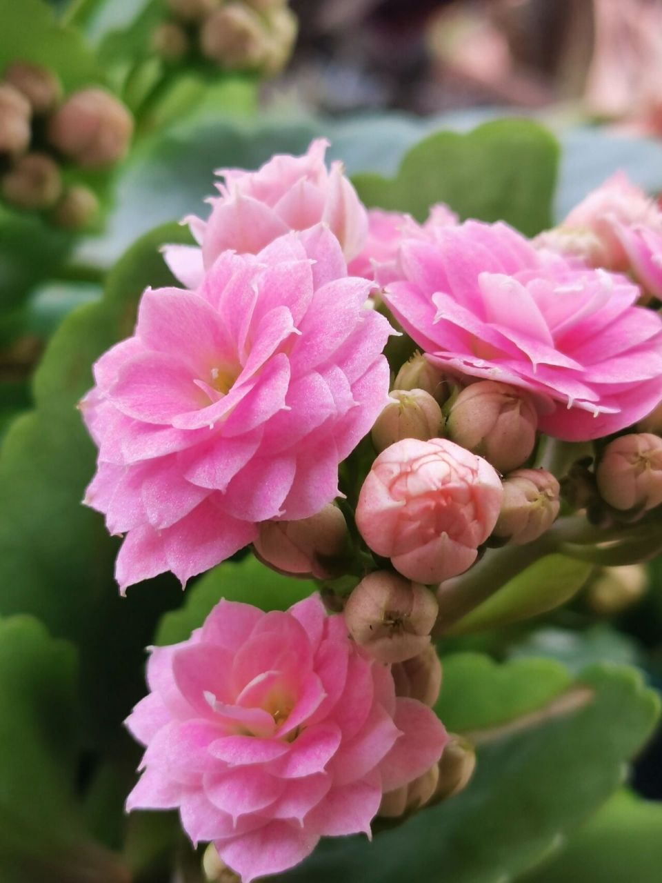 长寿花——朱丽叶 长寿花朱丽叶——玫瑰花型,自带珠光细闪,是不带