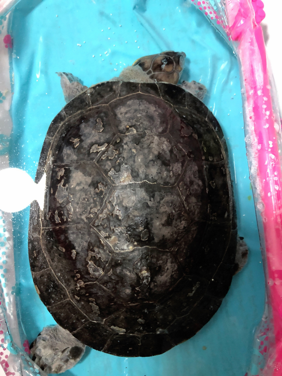 养了三年的黄头侧颈龟,突然走了 还记得把它接回来的那年,也是个冬天