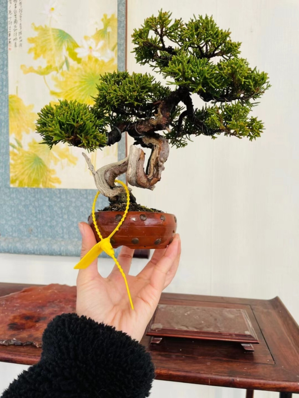 真柏盆景一种常见的树桩盆景,如果制作的好,将会成为一件不错的艺术品