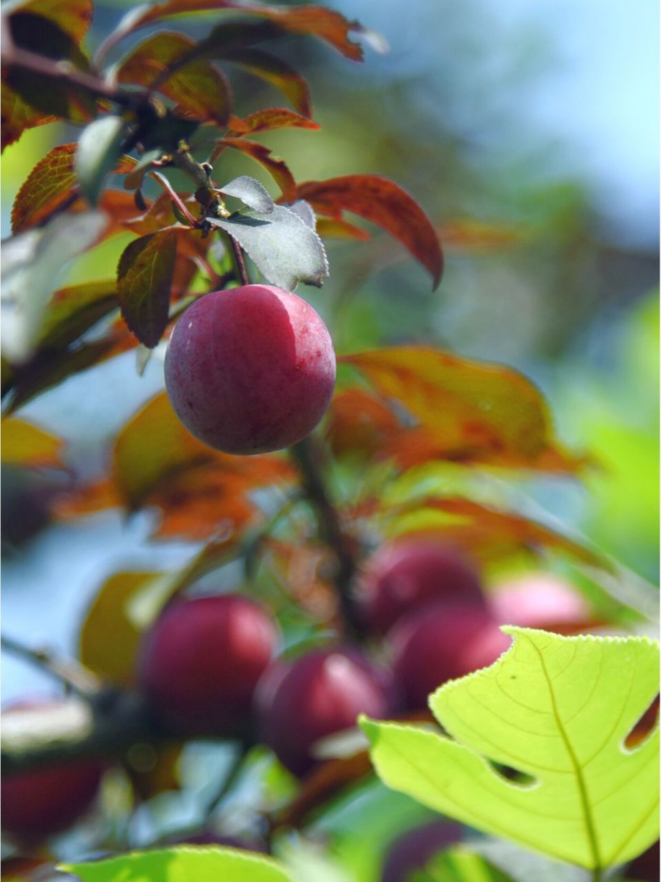 云稼慢乡的野生李子,是山野的味道啊 这群李子树长在非常不起眼的角落
