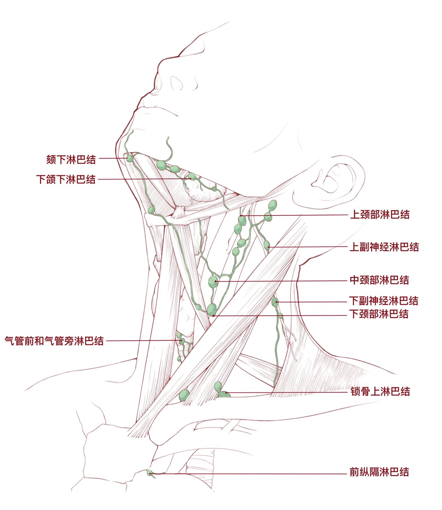 头面部淋巴结分布图图片