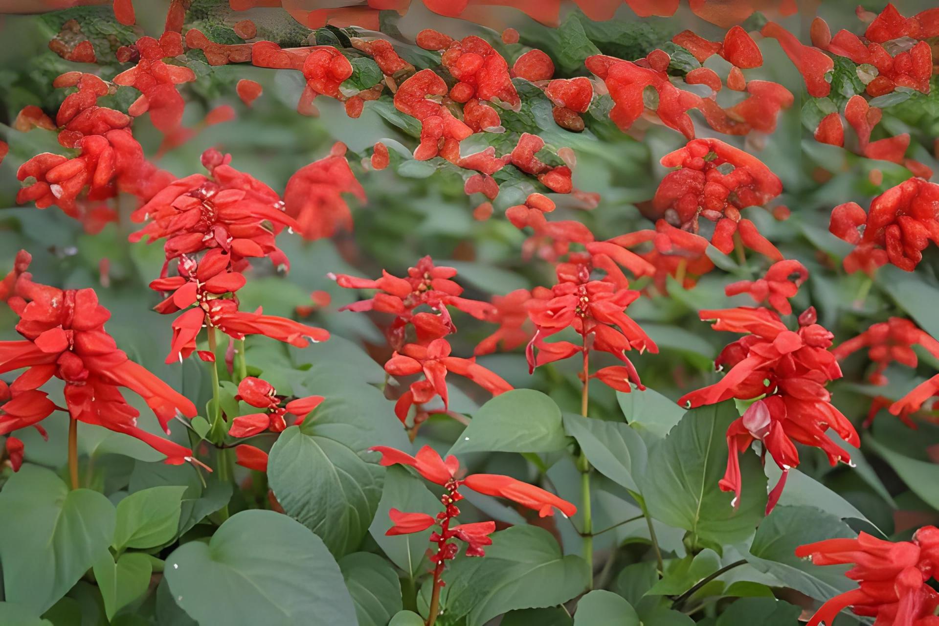 一串红图片 一串红的花朵呈鲜红色94,通常生长在花茎的顶端,花型像
