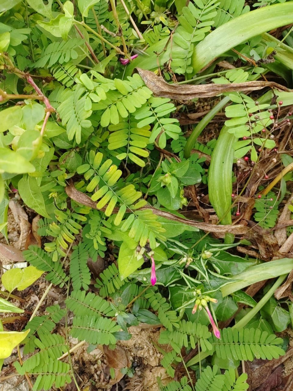 本土原生中草药材(15)鸡骨草 鸡骨草 味甘苦,性凉,有清热利湿,疏肝