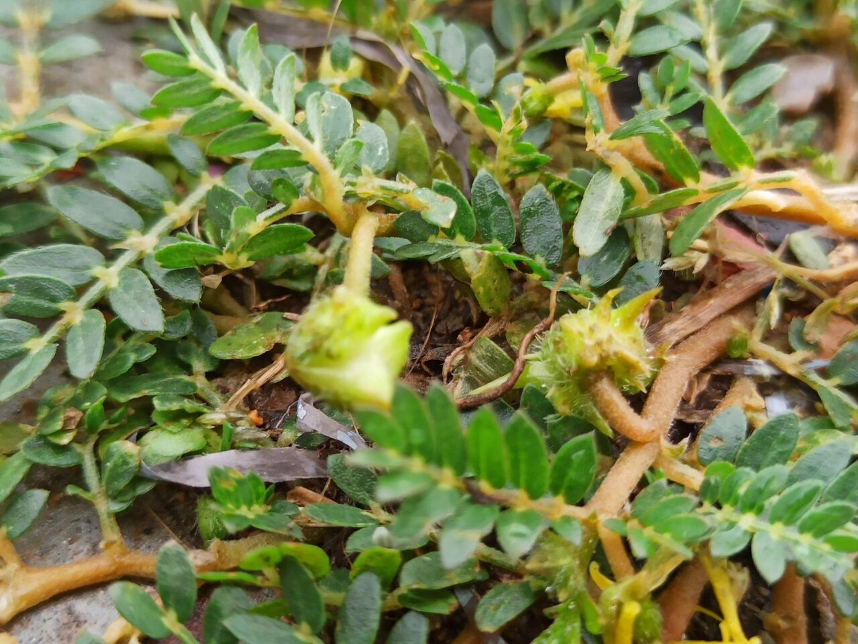 营地自然科普|蒺藜 蒺藜 其他百科词条 植物纲牻牛儿苗目的植物 蒺藜