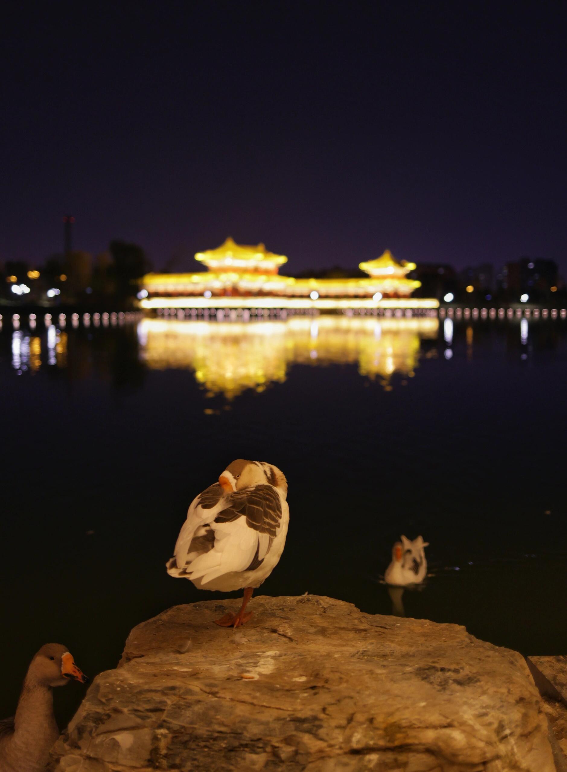 太原双塔公园夜景图片