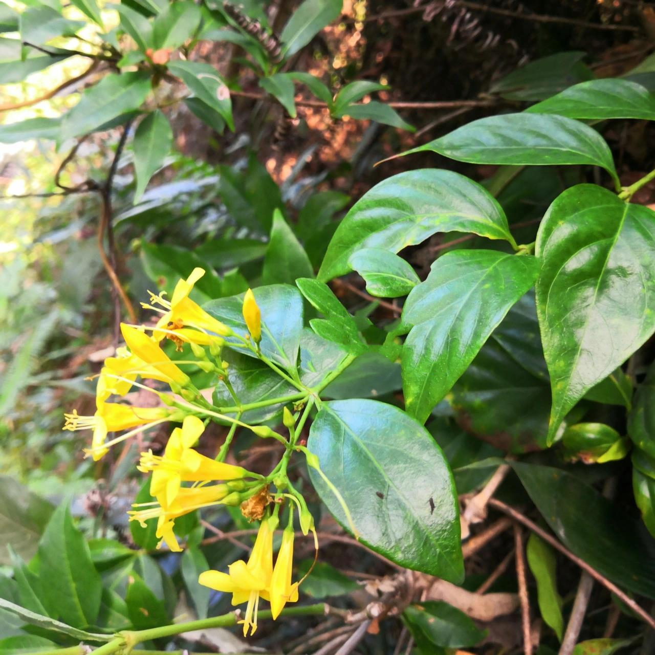 钩吻:传说中的断肠草!  别玩它,剧毒!