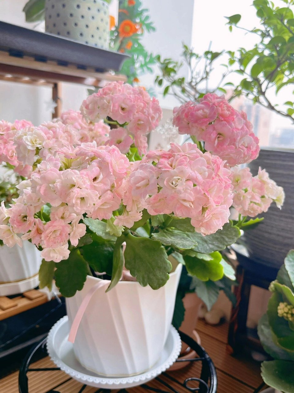 长寿花-奶油 仙气十足的渐变粉95 这个粉色真的是我的心头好