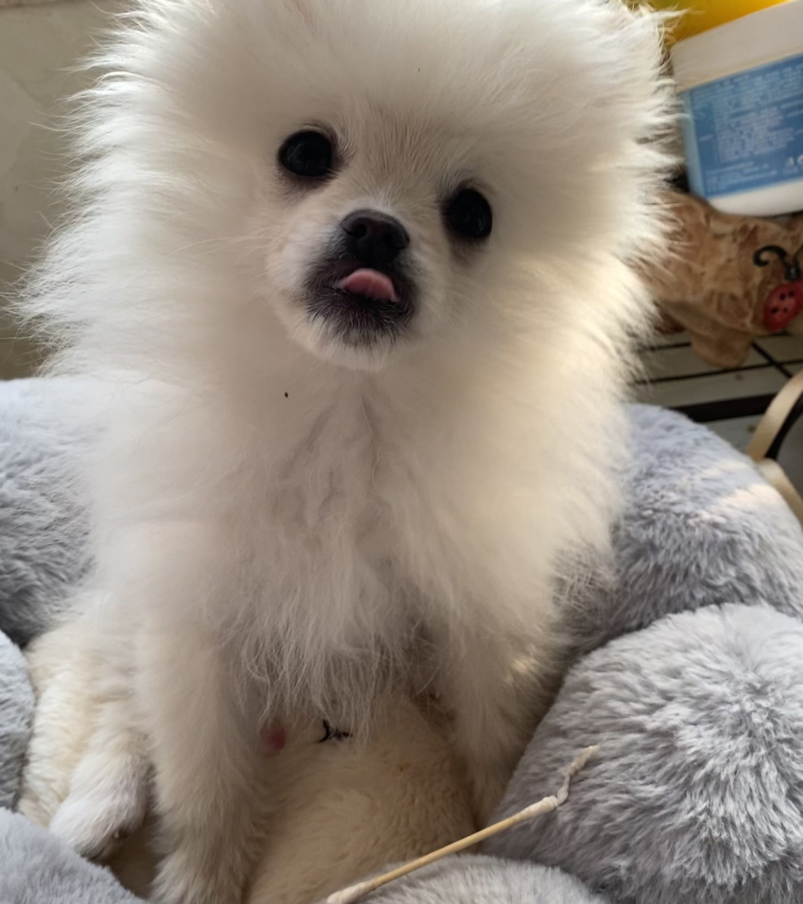 四个月的博美尴尬期 尴尬期,猴脸97一天比一天明显了,丑呆丑呆的,让