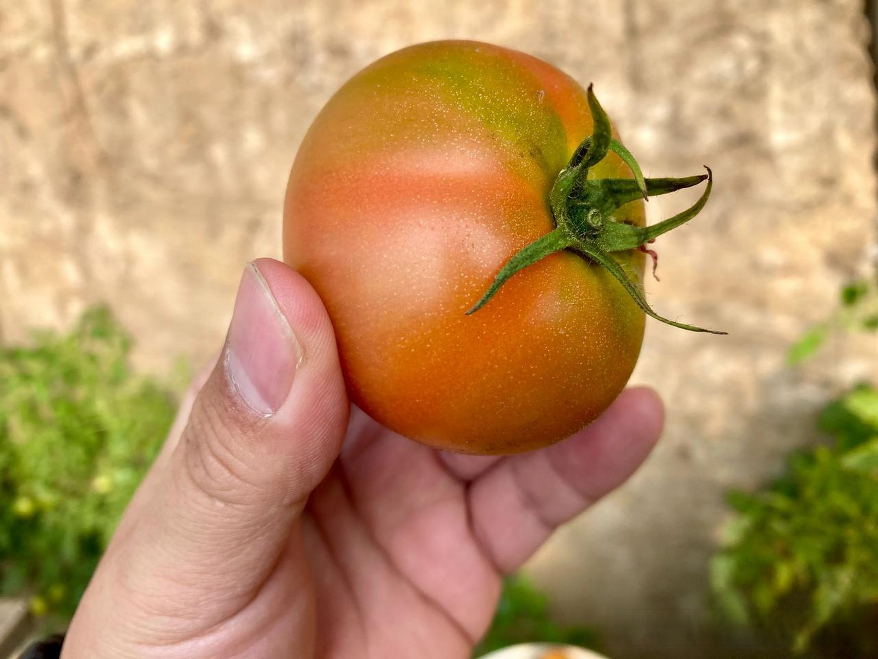 这种水果西红柿-学名纪香嘎啦果,真是西红柿味儿十足,尤其是头茬柿子