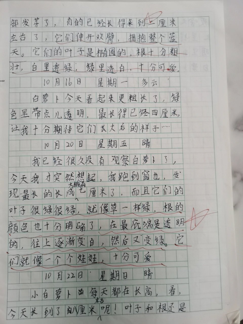 观察植物日记100字四年级4篇(观察植物日记怎么写四年级100字)