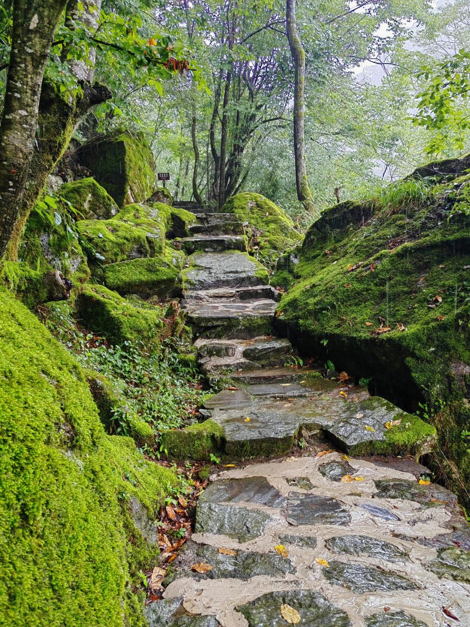 康县阳坝风景区 特种兵行程 赶上下雨不太美丽 不过环境不错,很清凉