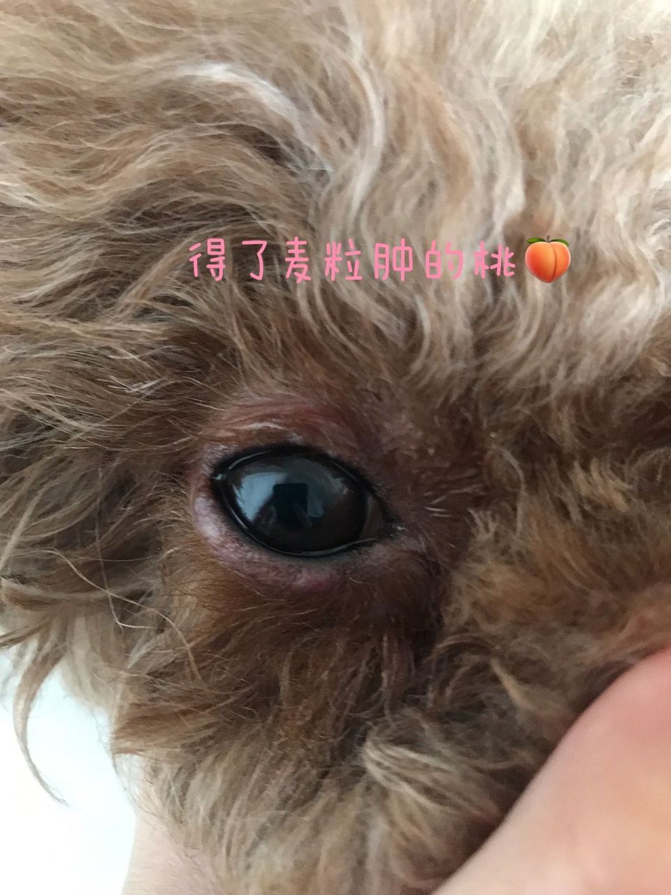 我的99桃桃小宝贝麦粒肿终于好啦～ 家里狗狗得了麦粒肿,一开始只有