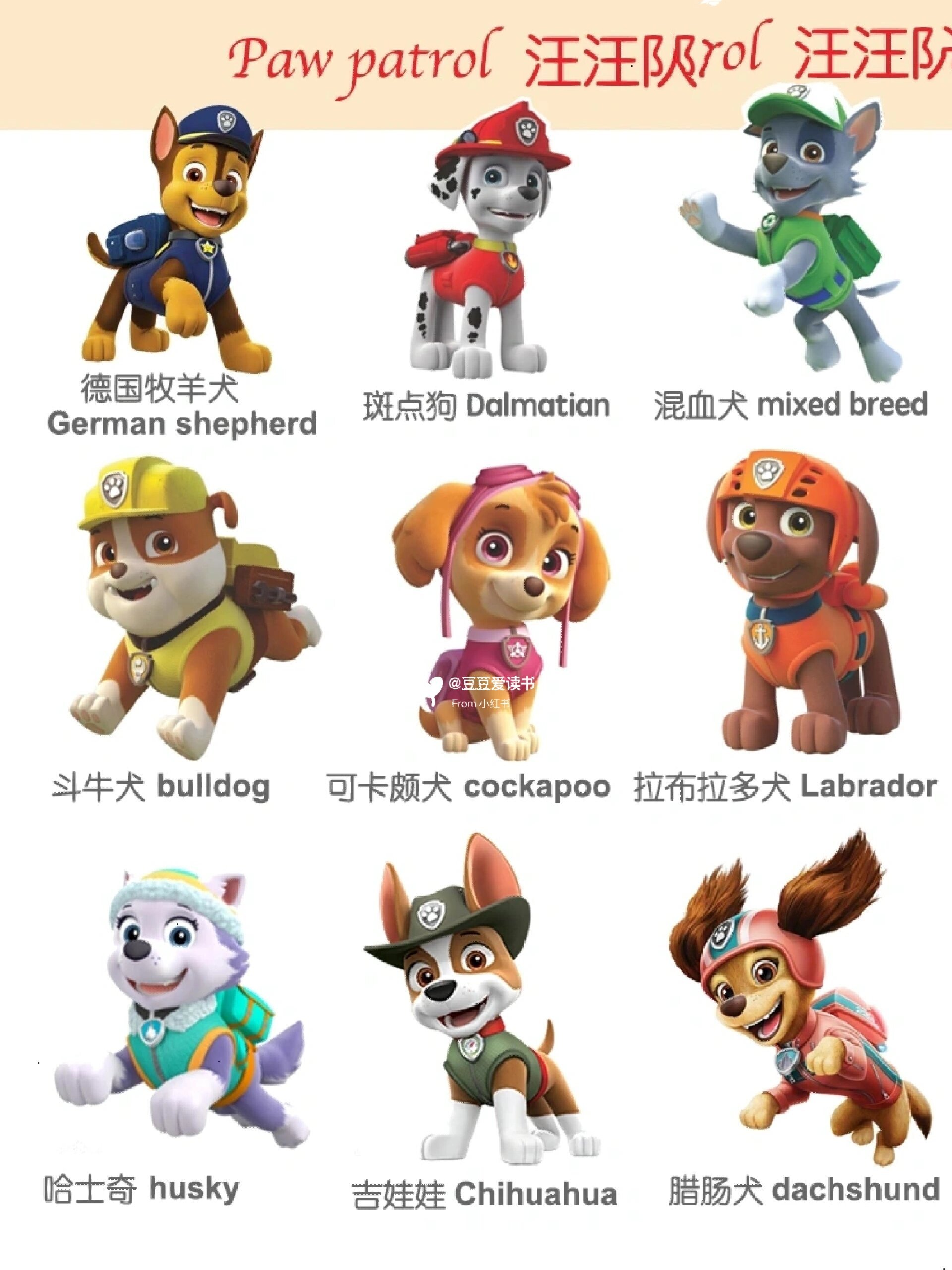 🐶汪汪队第1⃣️波:你认识这些狗狗吗?