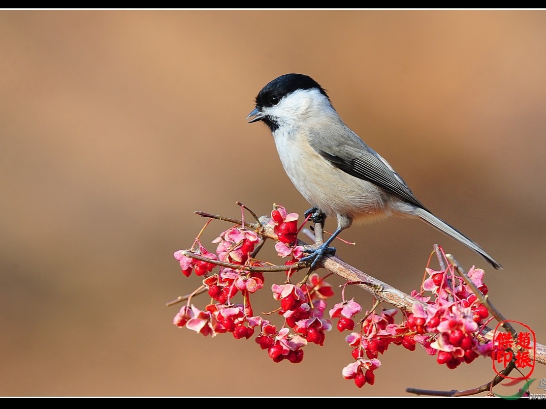 沼泽山雀,又叫红子鸟