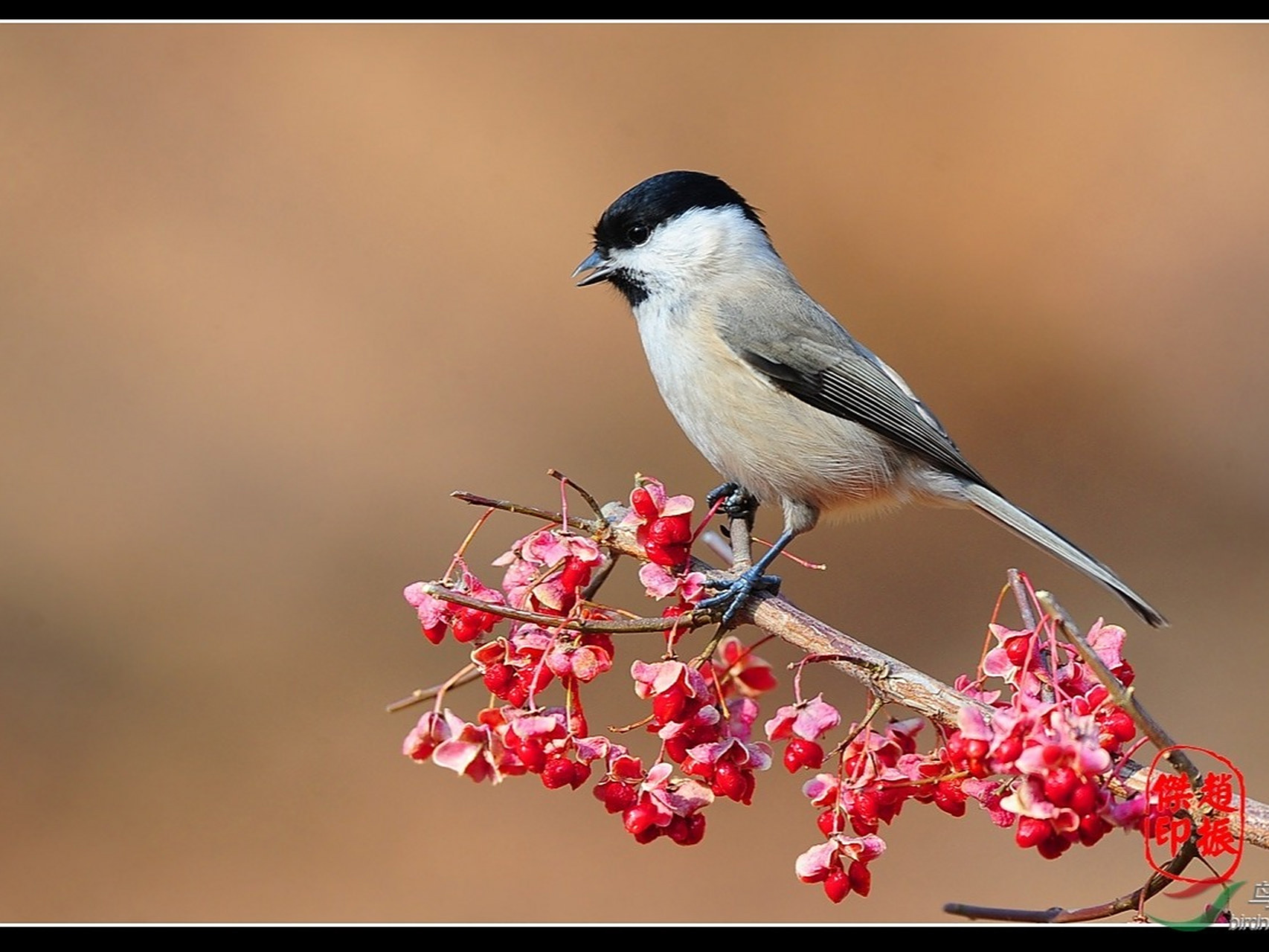 沼泽山雀,又叫红子鸟 水边小山雀,可可爱爱