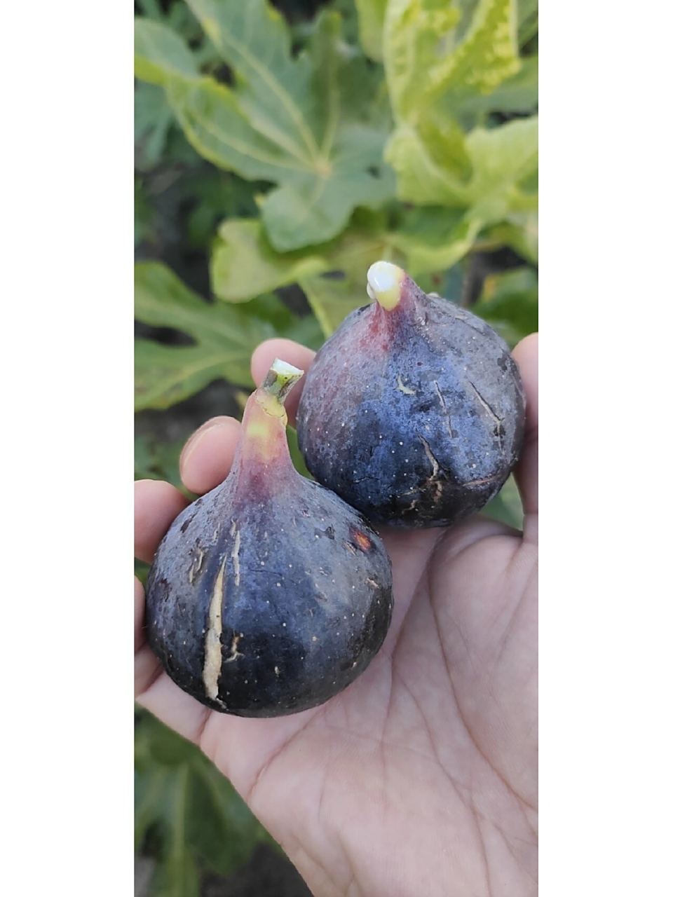 法紫,日紫无花果 法紫,也叫日紫无花果, 这个品种成熟期有点长,不过