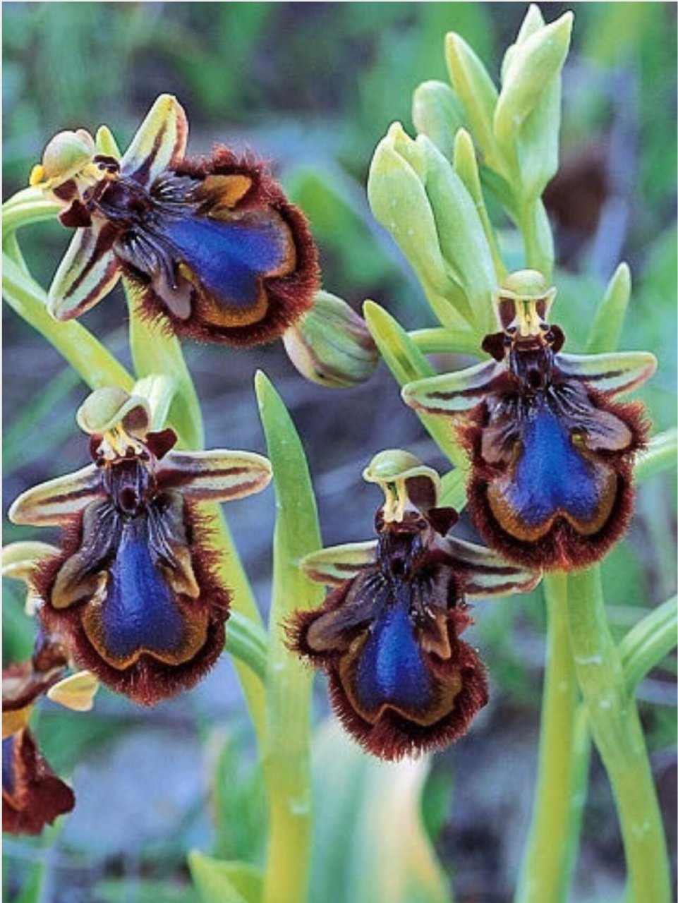 角蜂眉兰 角蜂眉兰 ophrys speculum:兰科植物,极像一只雌性的胡蜂