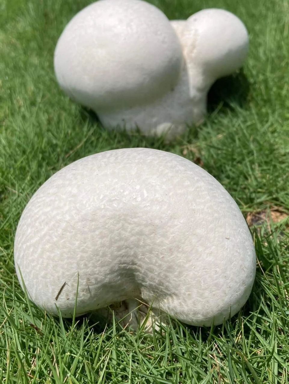 雨后草地上白色的蘑菇图片