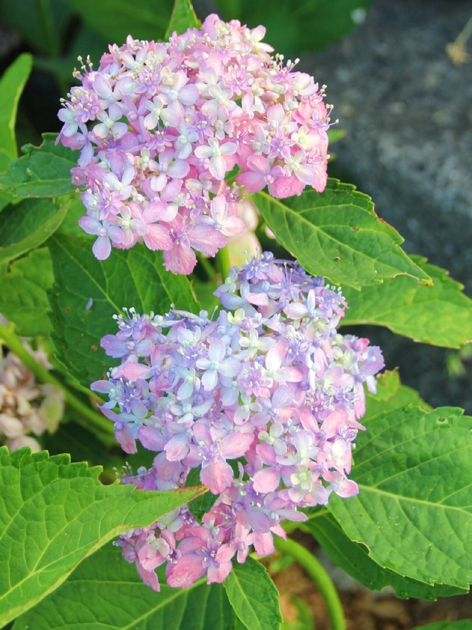 三河千鸟只适合靠近欣赏.