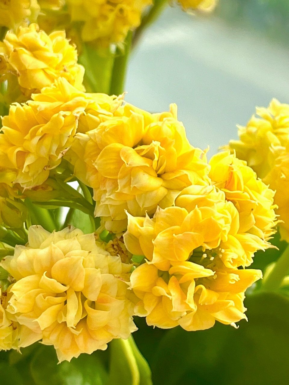 长寿花(67)金丝辛巴