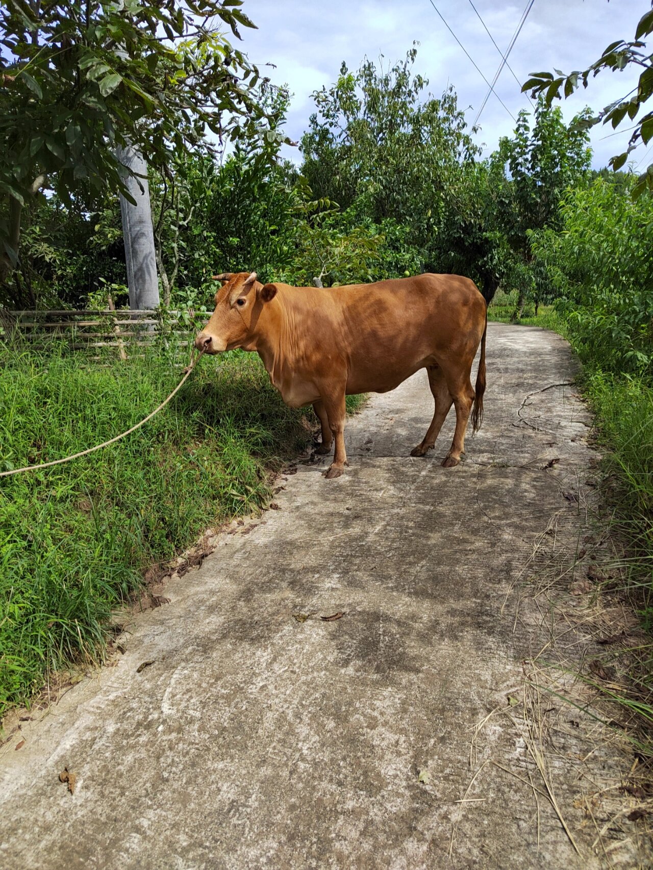 四川草饲土黄牛