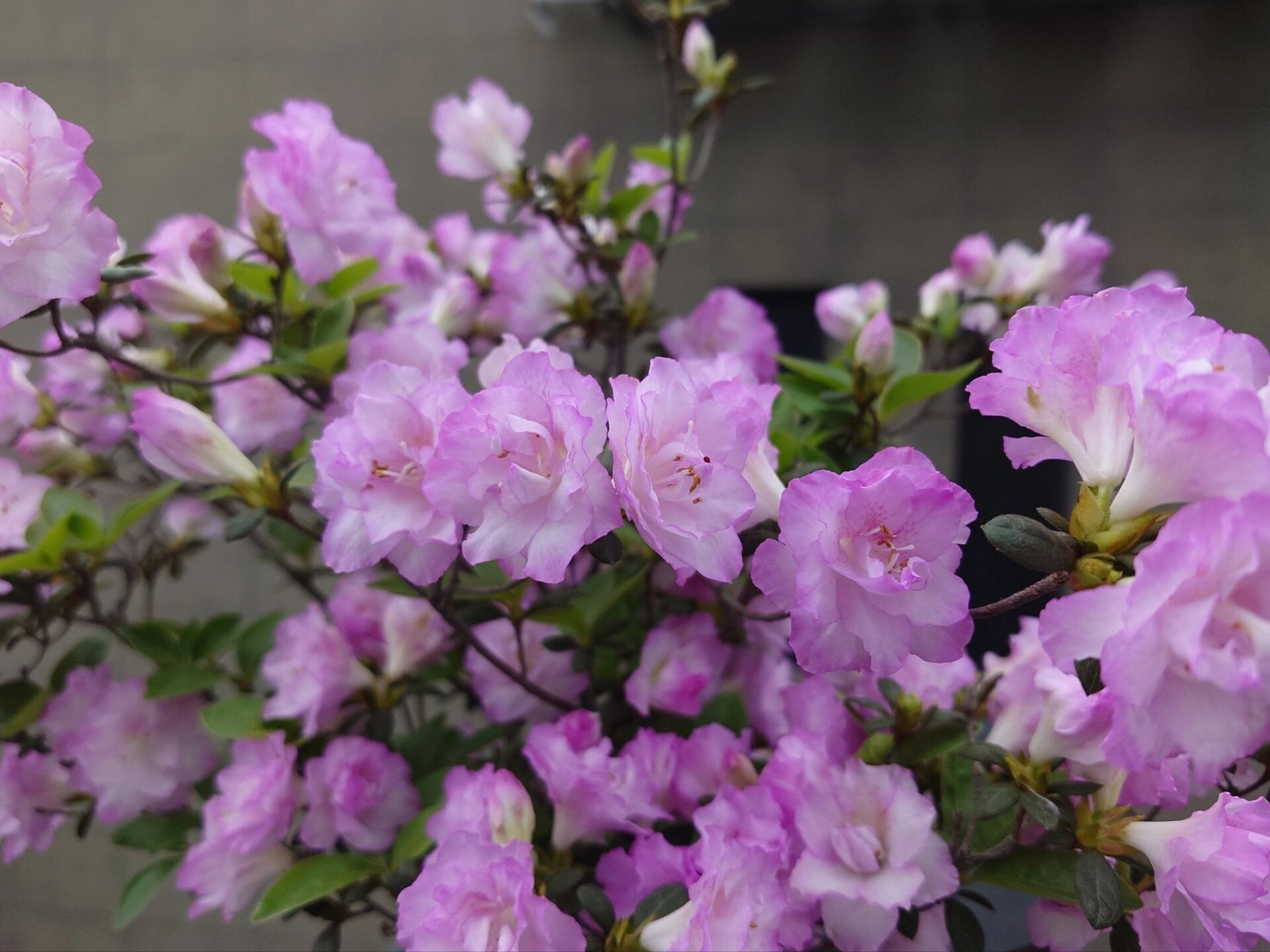 春诗 永根杜鹃培育的杂交春鹃春诗