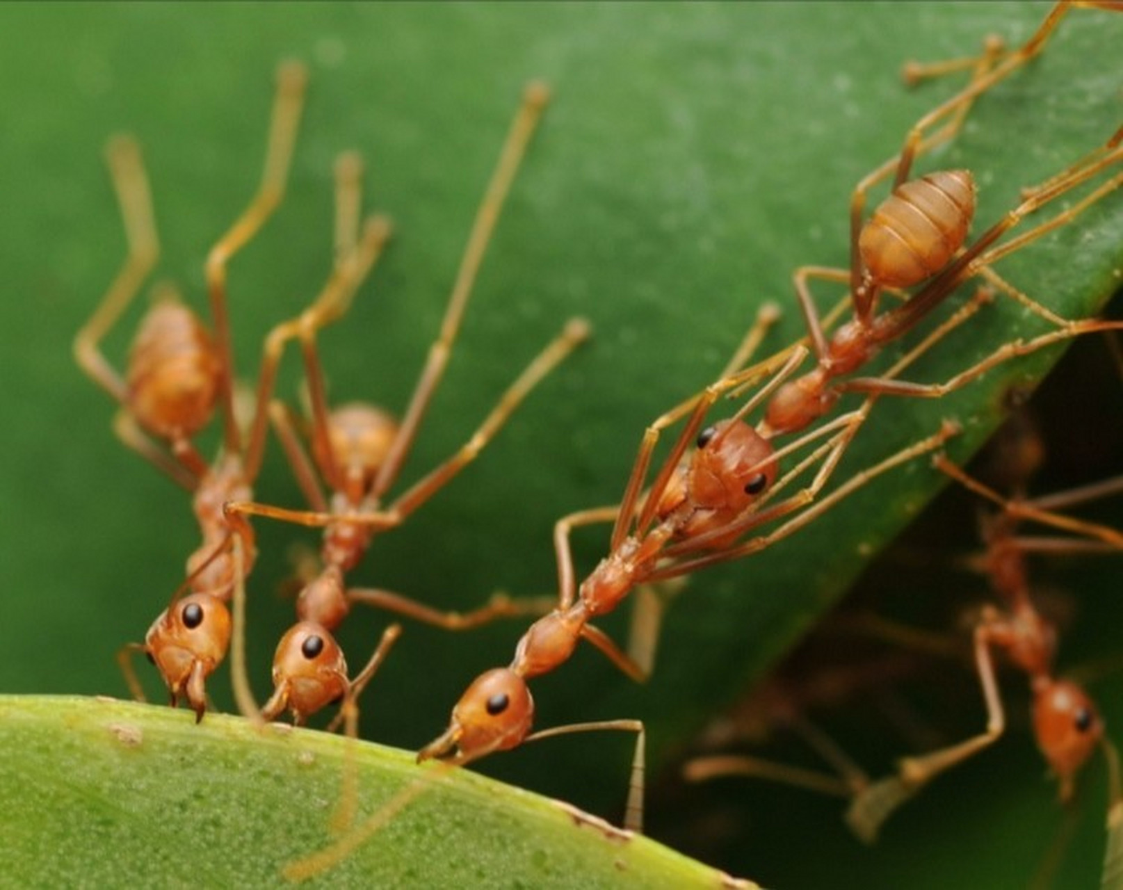 家里有小黄蚂蚁是什么原因造成的 家里有小黄蚂蚁的原因: 1,家里有