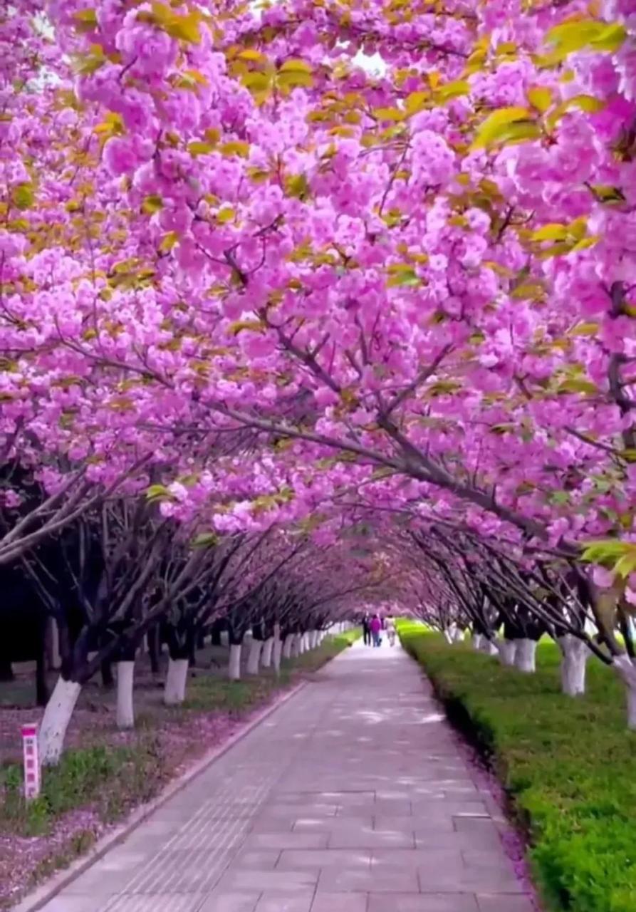 鲜花路图片图片