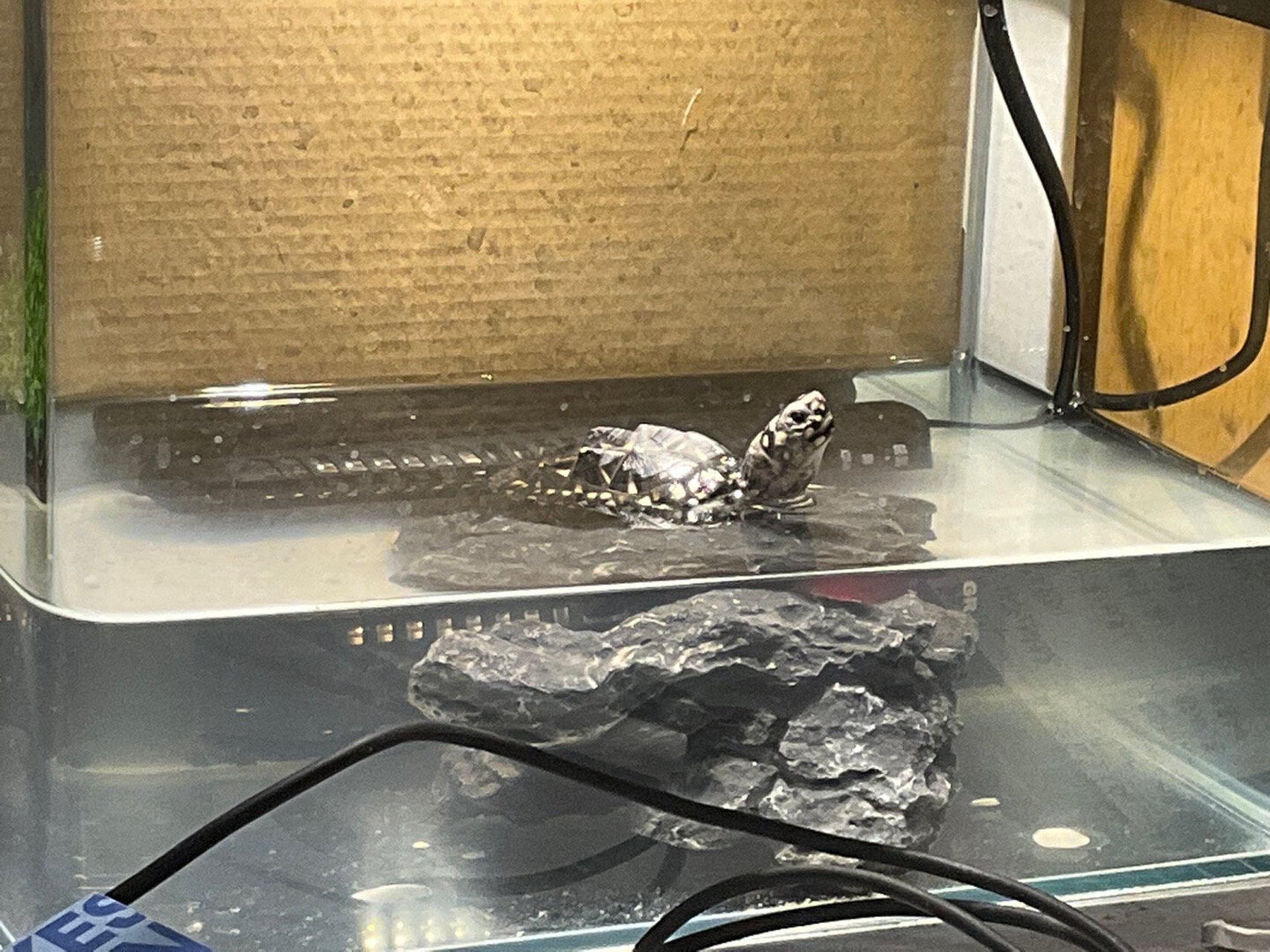 斑点池龟饲养 求助各位大佬,孩子是不是腐皮了,还是在蜕皮啊,正常开食