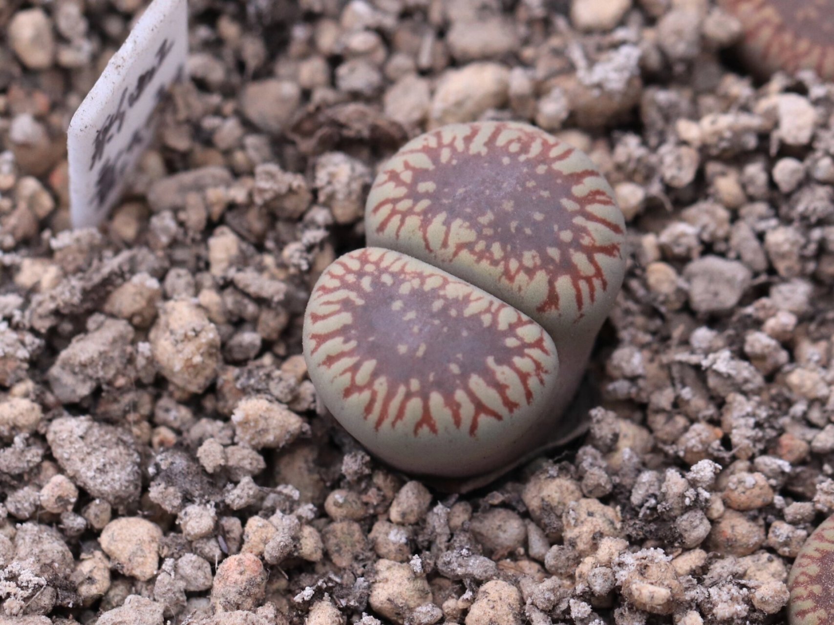 20%】生石花学习笔记一日轮玉 日轮玉,国内最流行的生石花之一,尤其是