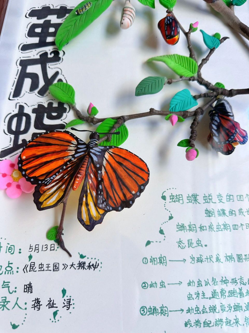 自然笔记(蝴蝶)  超轻粘土自然笔记 蝴蝶03的变态 有破茧成蝶的勇气