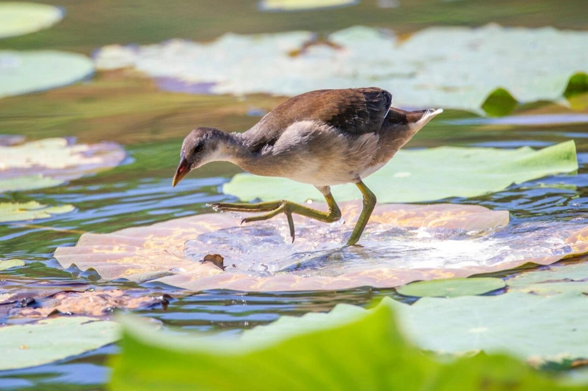 小黑水鸡 黑水鸡雏鸟在池塘荷叶间溜达觅食