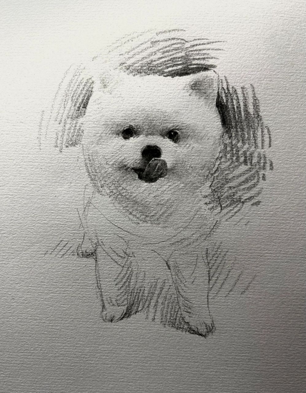 博美犬素描图片