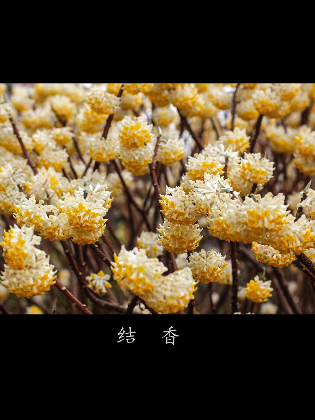 【识花】结香花开,幸福永驻 92结香花的香味清雅,芳香,有一种淡淡的