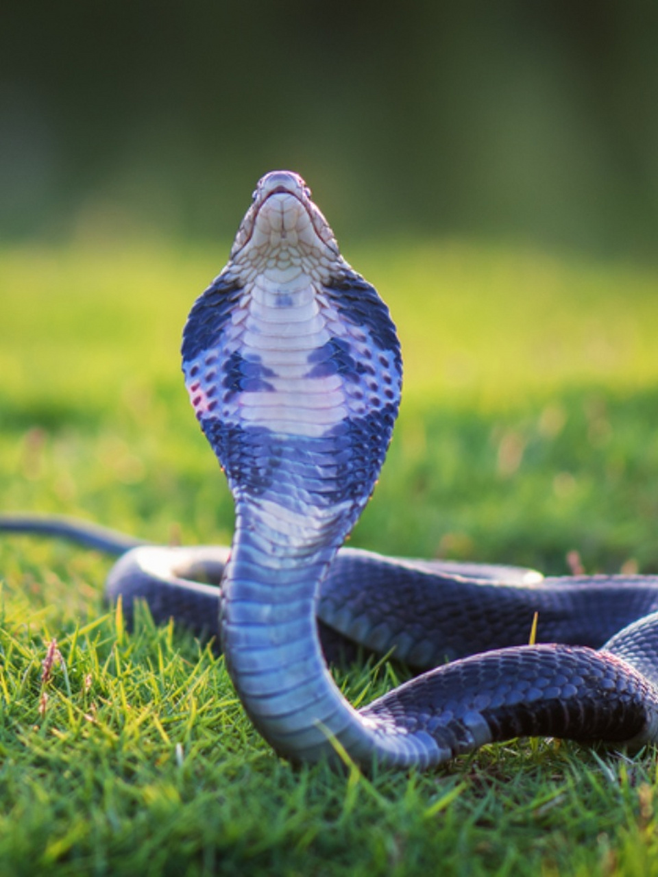 眼镜蛇图片 97眼镜蛇,是一种令人敬畏的毒蛇02.