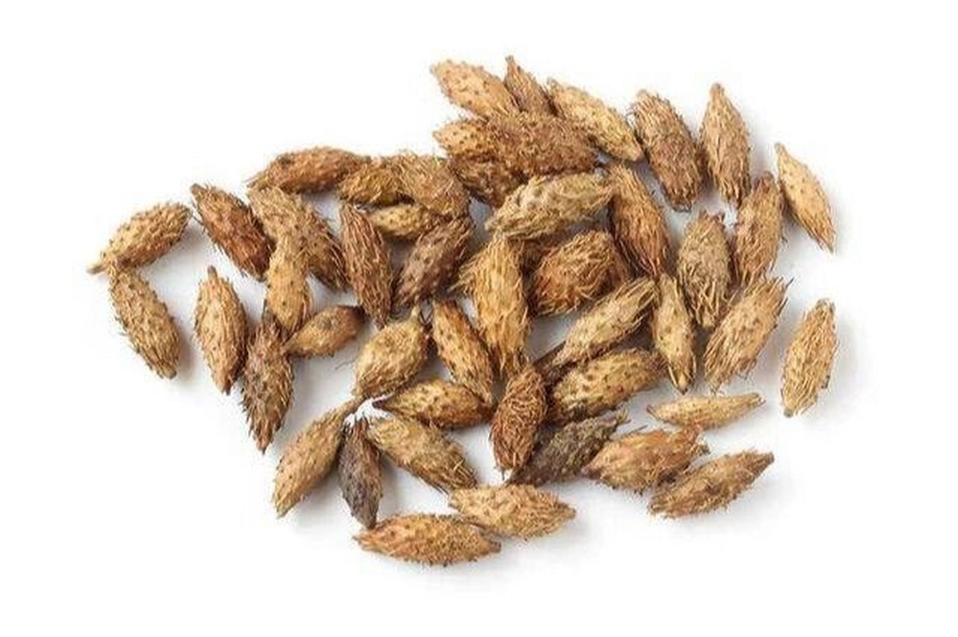 倒香油少许于铝锅/砂锅内(不可用铁锅)烧热,倒入苍耳子小火炒5～10