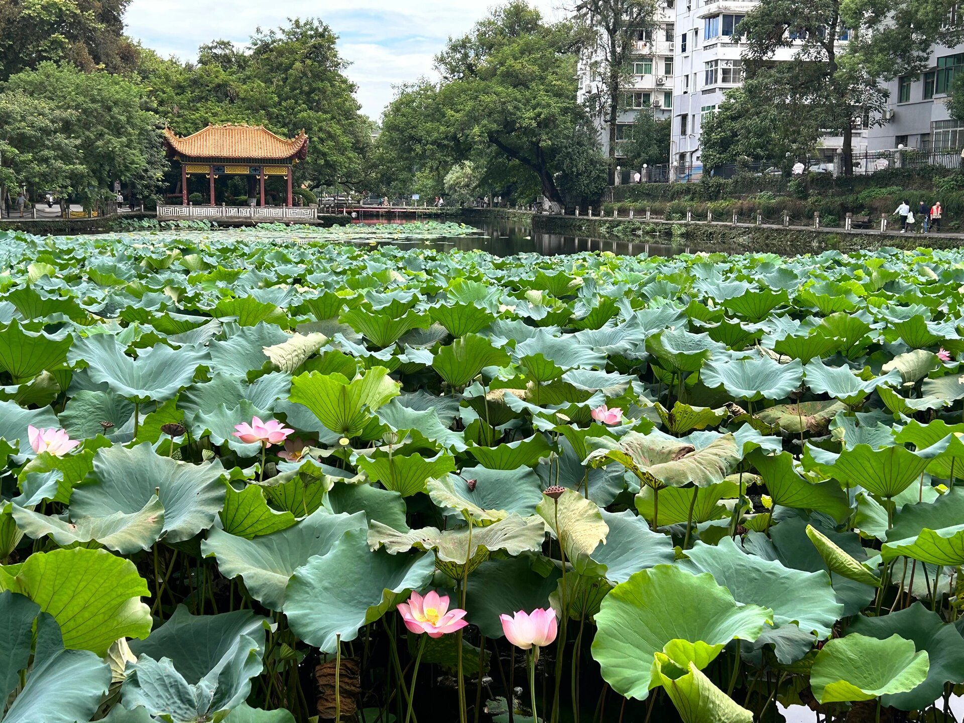 景德镇莲花塘真实故事图片