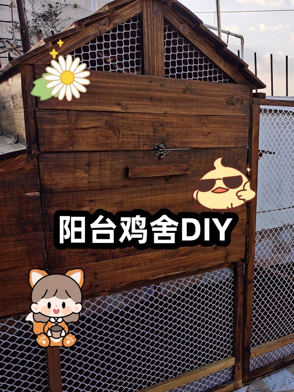 住得不如鸡系列之鸡舍diy 【家有小鸡】城市阳台养鸡 一不留神给小鸡