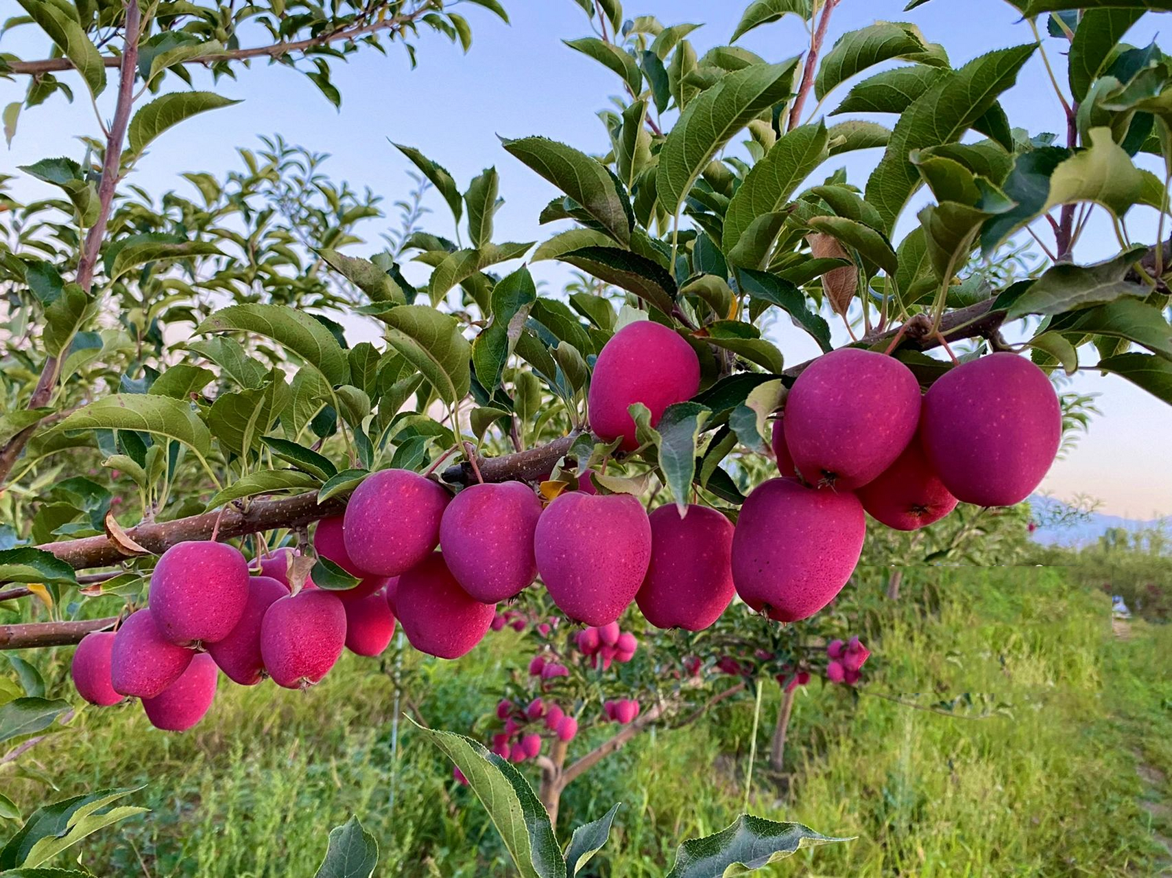 新疆香妃海棠果 有一种水果,香气独特 只要吃过就会让人想念 香妃海棠
