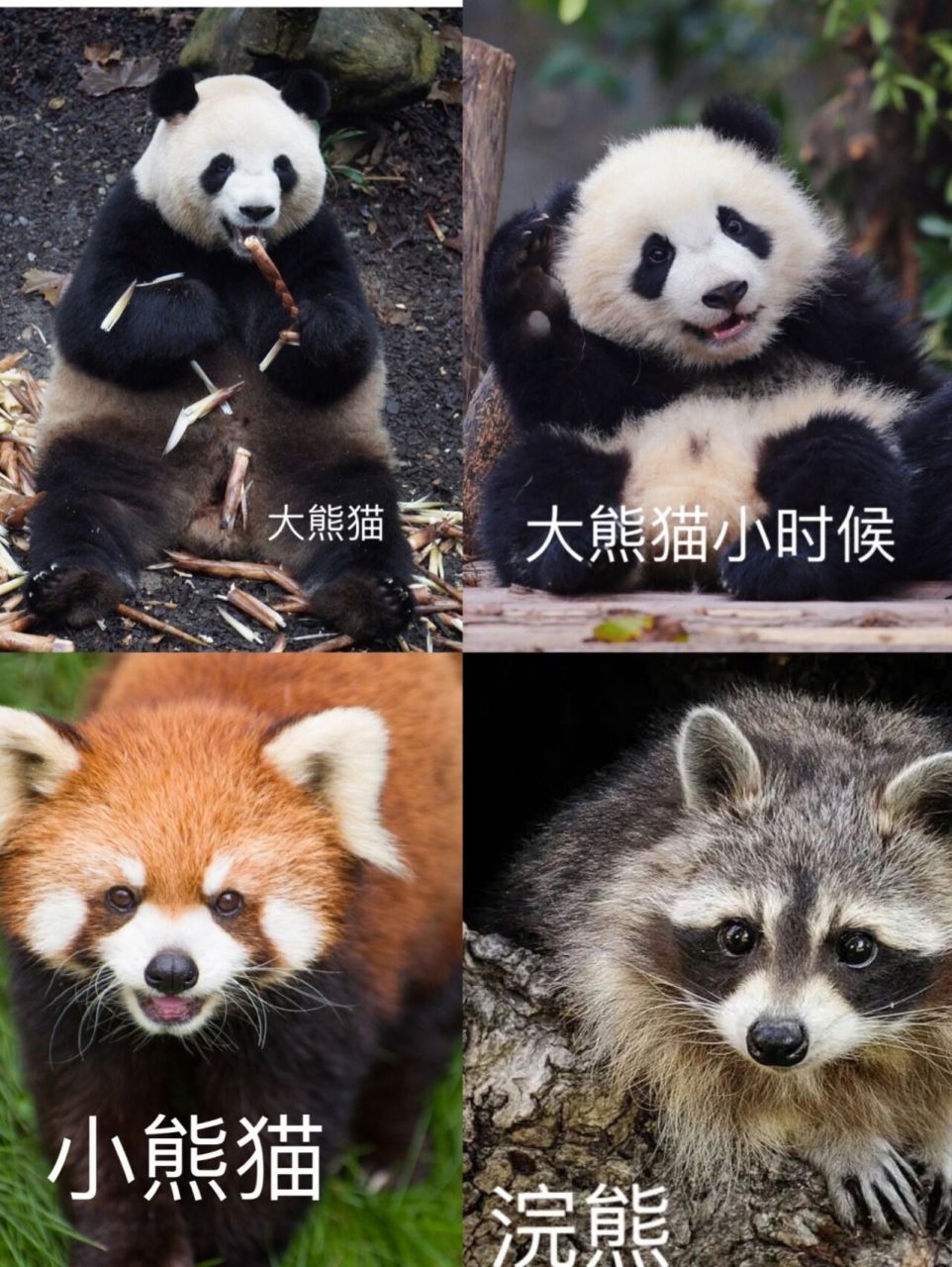 来认小熊猫,我看谁还分不清小浣熊98 小熊猫明明比小浣熊可爱的多