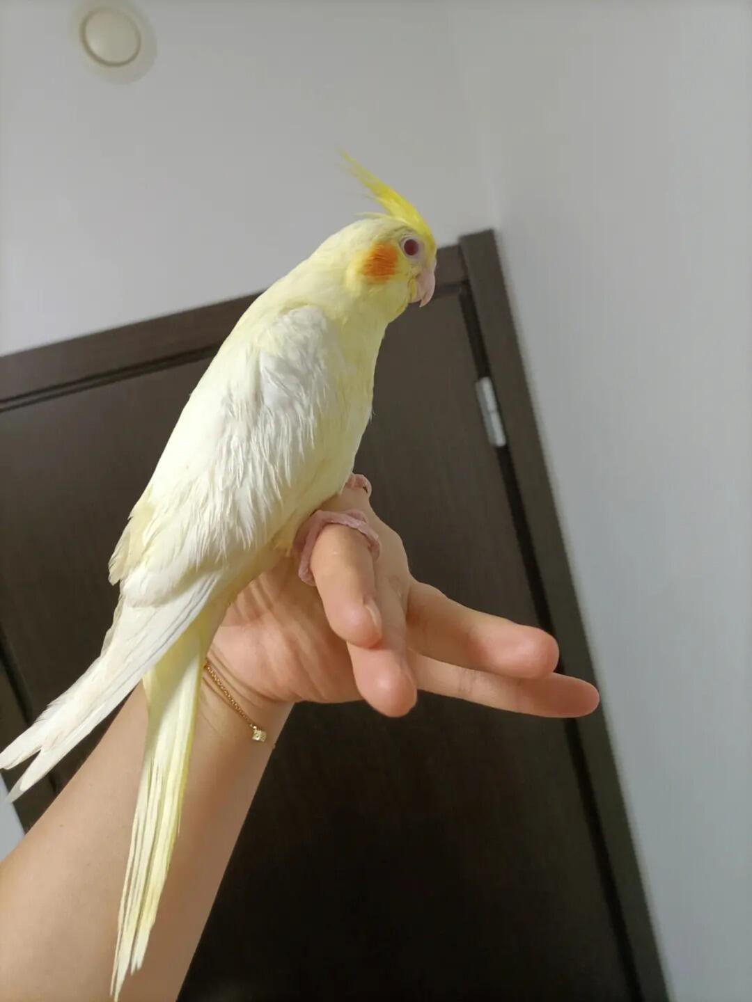 玄凤鹦鹉