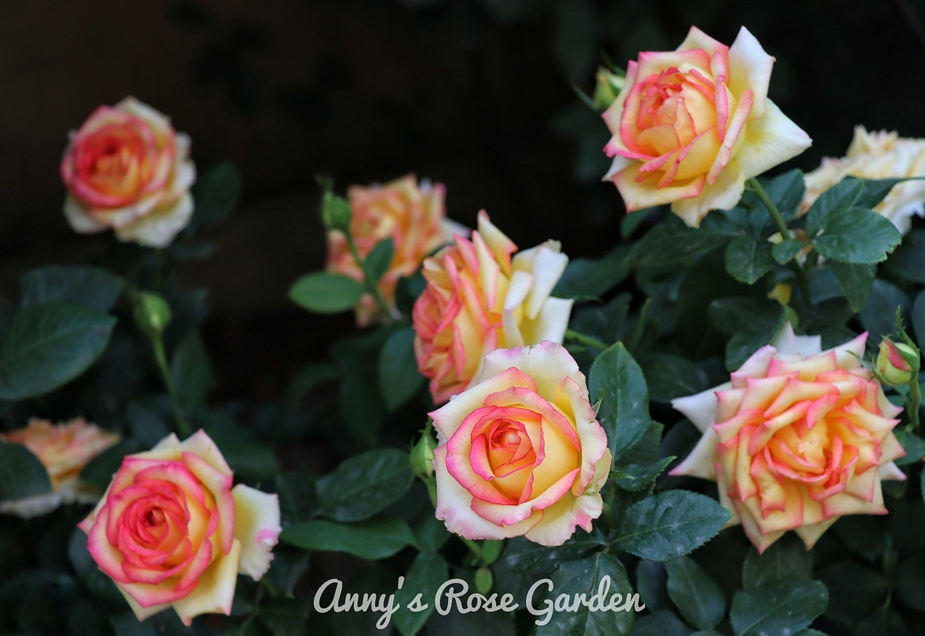 抵抗力9898 阿班斯月季是1995年荷兰培育面世的杂交茶香切花月季