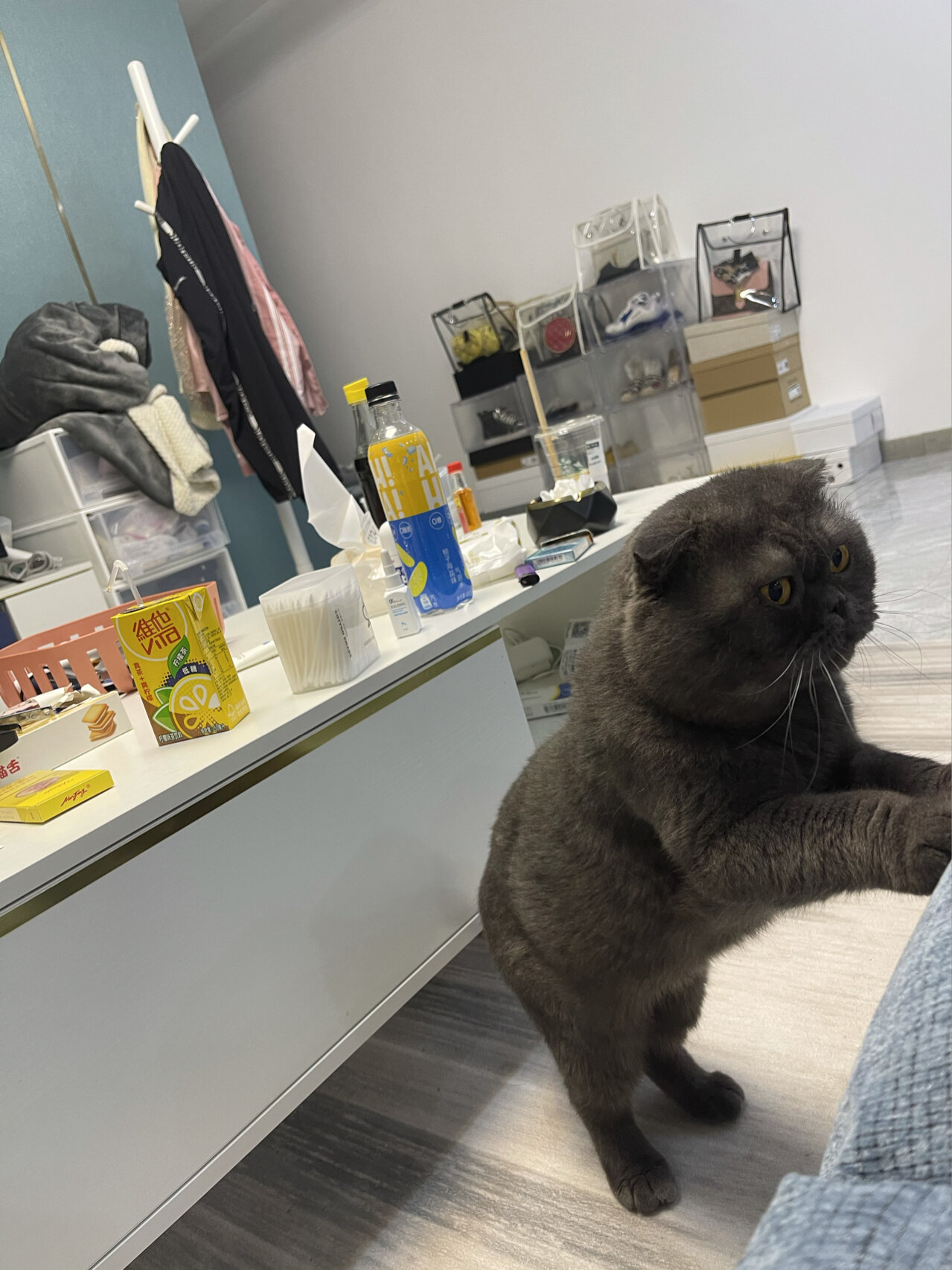 一只养了十二年未发病还活蹦乱跳的折耳猫 养一只宠物需要花费很大的