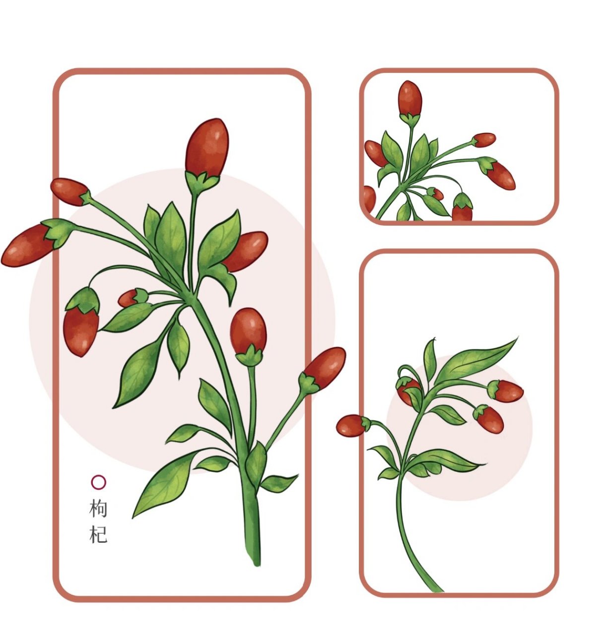 枸杞(手绘) 放下是解脱缰绳的成全 时间是治愈一切的良药