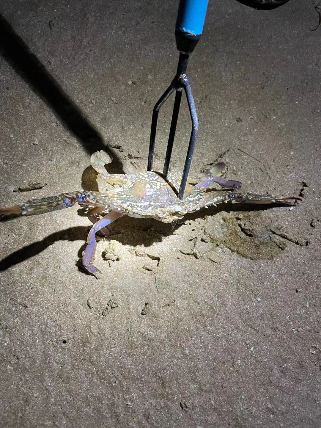 我有特殊的叉鱼技巧 首先,你得去海滩, 	 其次你得有鱼叉, 	 然后叉就