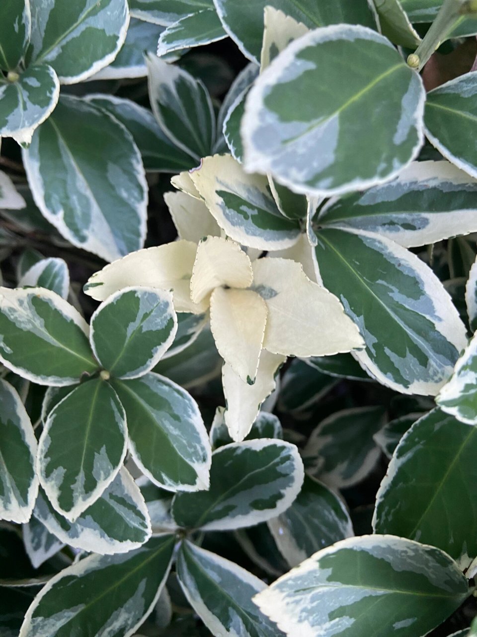 黄杨 小区的植物,这个金边黄杨特别喜欢,无意中发现有个全白锦的叶子