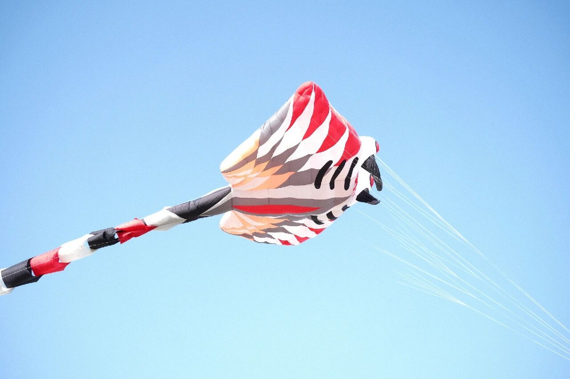 汕头东海岸·巨型风筝·满天的海鲜  	 过年的时候去汕头 特地跑去