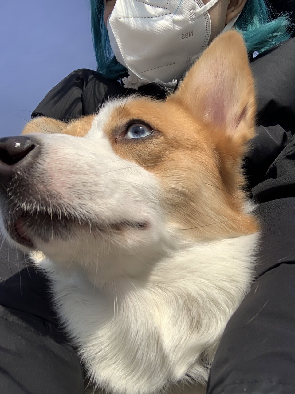 异瞳柯基超级酷的02 好帅好帅!